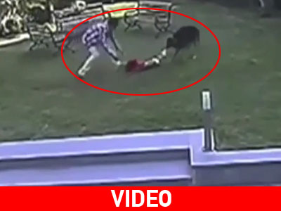 Ινδία: Γερμανικός ποιμενικός επιτίθεται σε μικρό παιδί μέσα σε πάρκο