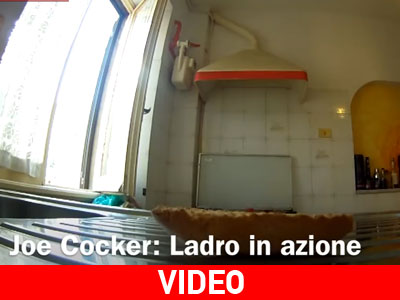 To επιμένων κόκερ τρώει… μπισκότο!