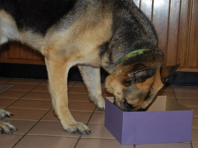 Ξάνθη: Ο σκύλος μύρισε την κάνναβη