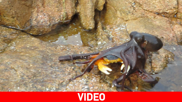 Επική επίθεση χταποδιού σε καβούρι