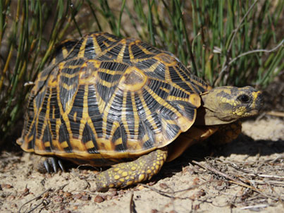 Εκπαιδευμένη σκυλίτσα εντοπίζει και σώζει σπάνιες χελώνες