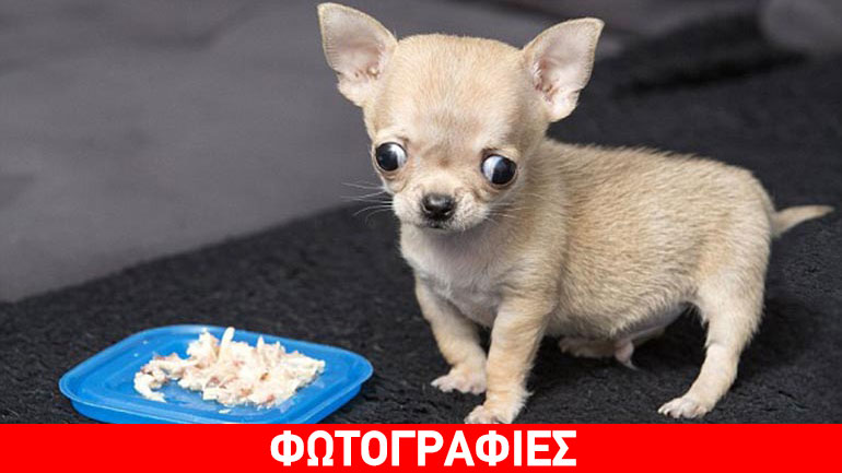 Αυτό είναι το πιο μικροσκοπικό Τσιουάουα του κόσμου!