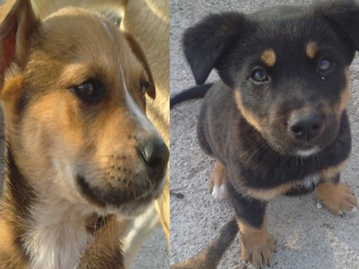 Λυκοσκυλάκια αναζητούν οικογένεια