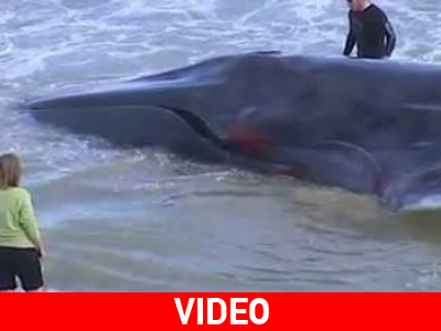 Δεν τα κατάφερε φάλαινα στην Ισπανία