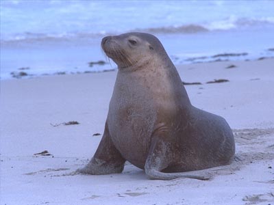 Στην υπηρεσία της επιστήμης θαλάσσιοι ελέφαντες
