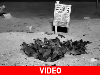 Εκκόλαψη αυγών θαλάσσιας χελώνας on camera!