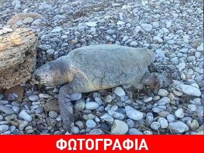Νεκρή θαλάσσια χελώνα στο Ηράκλειο Κρήτης