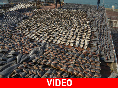 Έκρηξη οργής για την υπεραλιεία καρχαρία στο Χονγκ Κονγκ Έκρηξη οργής για την υπεραλιεία καρχαρία στο Χονγκ Κονγκ