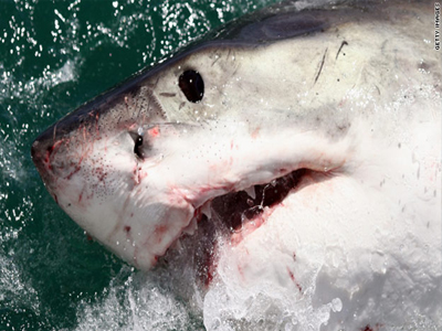 Φοβούνται τα… σαγόνια του καρχαρία