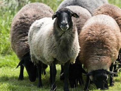 Το πρόβατο προκάλεσε… συναγερμό!