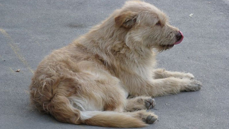 Δημοπρασία για τη μίσθωση χώρου με σκοπό την κατασκευή καταφυγίου αδέσποτων ζώων