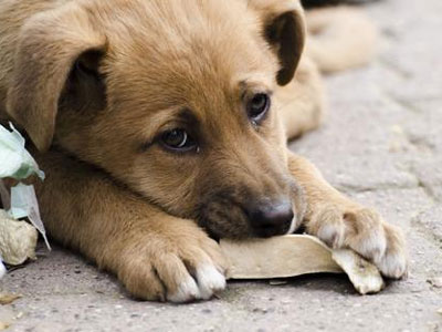 Όλα όσα χρειάζεται να ξέρετε για το bazaar του Συλλόγου Φίλων των Ζώων Χαλανδρίου