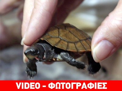 Πίσω στις Φιλιππίνες 18 σπάνιες χελώνες