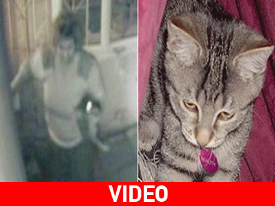 Βρετανία: Σύζυγος βουλευτή έκλεψε τη γάτα και το… «πλήρωσε»