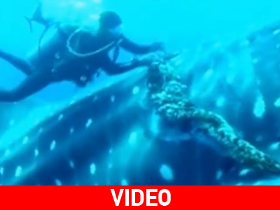 Απελευθέρωση φαλαινοκαρχαρία on camera