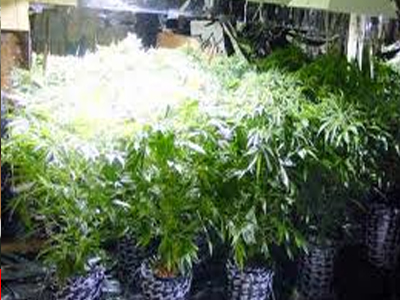 Καλλιεργούσε χασίς στο σπίτι του!