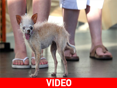 Απεβίωσε το πιο άσχημο σκυλί του κόσμου