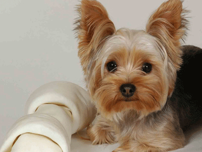 Σε ποιον ζωολογικό κήπο έγιναν έκθεμα τα… Yorkshire Terriers;