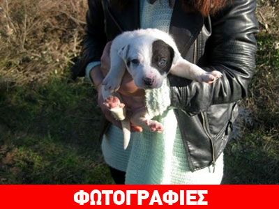 Πανέμορφη κουταβίτσα αναζητά τη θαλπωρή