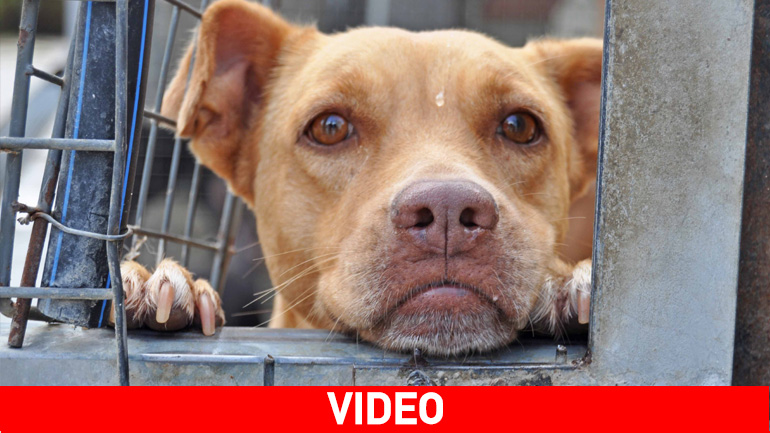 Θα το κάνατε στα παιδιά σας; -Μην το κάνετε στα κατοικίδια σας.