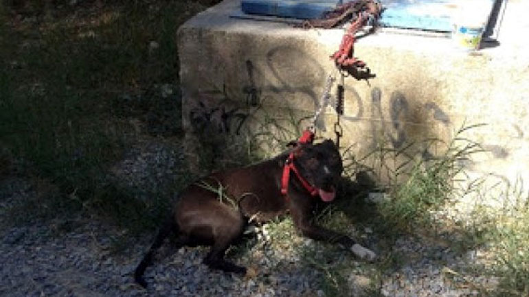 Έδεσε και εγκατέλειψε σκύλο σε ορεινή περιοχή της Καβάλας!