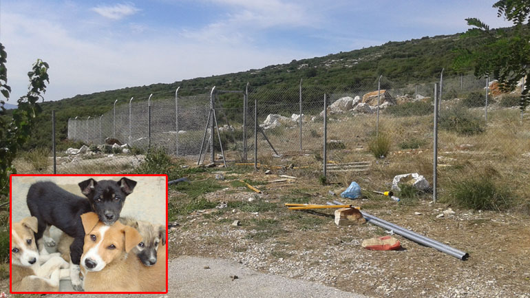 Βόλος: Αντιδράσεις πολιτών για την κατάσταση στο δημοτικό καταφύγιο αδέσποτων