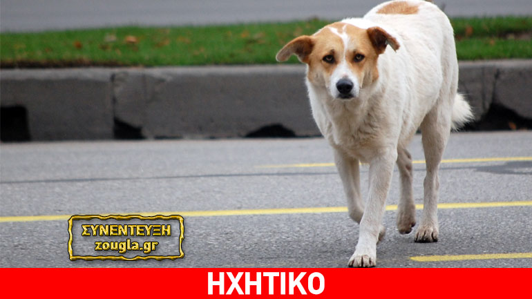 Κραυγή αγωνίας για τα αδέσποτα στη Φθιώτιδα