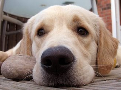 Χερσόνησος: Πρόγραμμα εμβολιασμού αδέσποτων