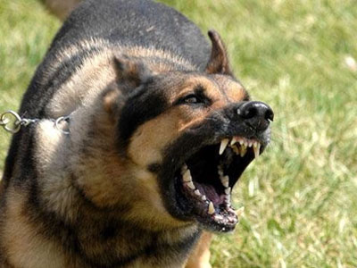 Μέτρα κατά της λύσσας για τα αδέσποτα