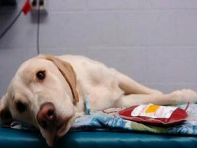 Ζητείται επειγόντως αίμα!