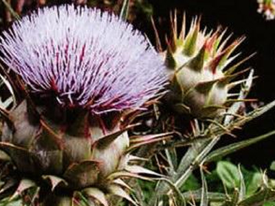 «Πράσινο» φως στην παραγωγή ρεύματος από βιομάζα στην Καρδίτσα