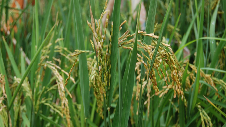 Βρέθηκε νεκρός στο χωράφι του