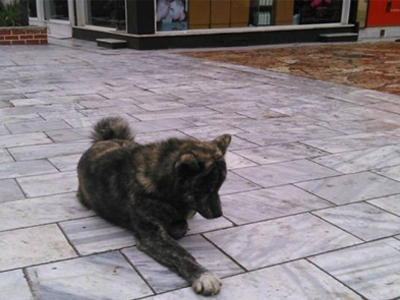 Μήπως τον χάσατε;