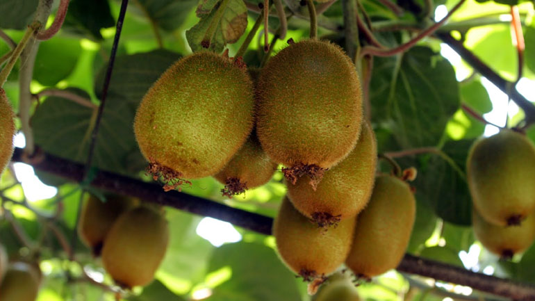 Ρέντη: Δέσμευσαν 1,5 τόνο ακτινίδια και δαμάσκηνα