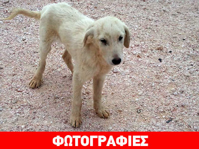 Χαρίζεται ο γλυκούλης Alan!