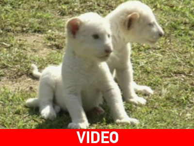 Ν. Κορέα: Ντεμπούτο για νεογέννητα λιονταράκια αλμπίνο