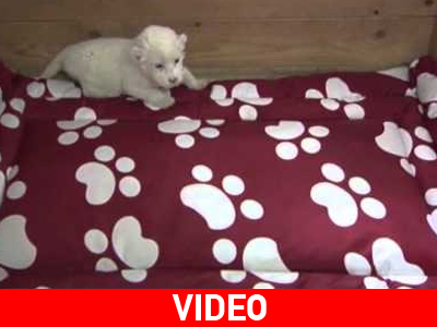 Λιονταράκι αλμπίνο μάγεψε το Βελιγράδι Λιονταράκι αλμπίνο μάγεψε το Βελιγράδι