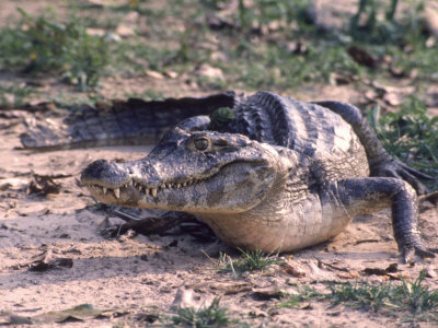 Βρήκε αλιγάτορα μέσα στο σπίτι!