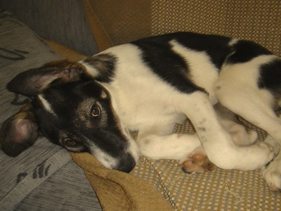 Χαρίζεται η Άλμα