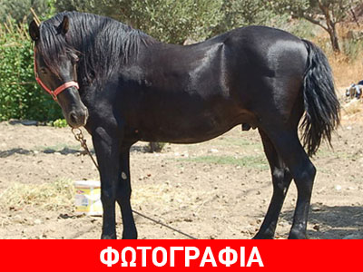 Λέσβος: Ευνούχισε το άλογο χωρίς να είναι κτηνίατρος!