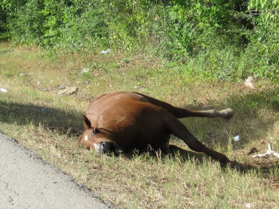 Αυτοκίνητο παρέσυρε… άλογο στη Ν.Ε.Ο. Αθηνών-Κορίνθου!