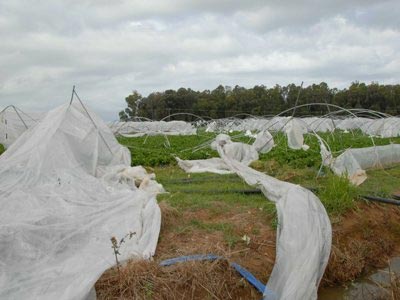 «Χαριστική» βολή στους παραγωγούς φράουλας στην Ηλεία