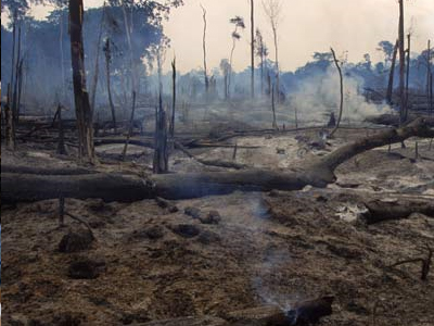 Στο σκαμνί για την καταστροφή του Αμαζονίου η Banco do Brasil
