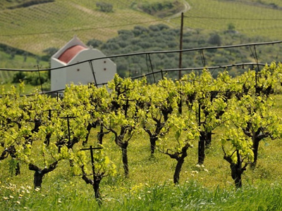 Kακά μαντάτα για τους αμπελώνες της Δυτικής Ελλάδας