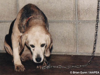 Παγκόσμια Ημέρα Κατάργησης των Πειραμάτων σε Ζώα