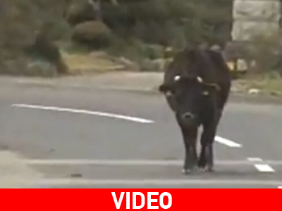 Ευθανασία σε οικόσιτα ζώα στην Ιαπωνία