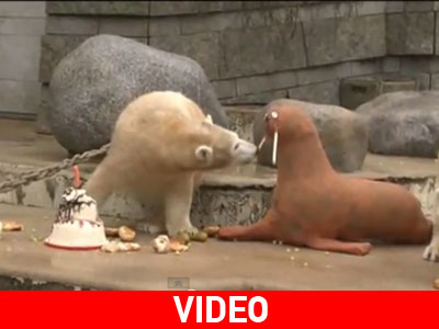 Γερμανία: Τούρτα γενεθλίων για πολική αρκούδα