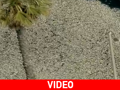 Μαζικός θάνατος ψαριών στην Καλιφόρνια