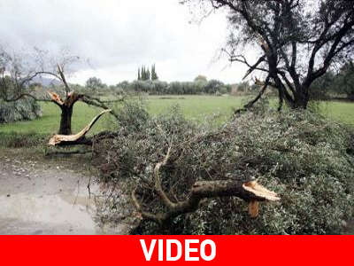 Σε απόγνωση καλλιεργητές στα Λεχαινά