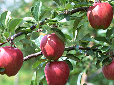 O Tζαμτζής στα κάγκελα
